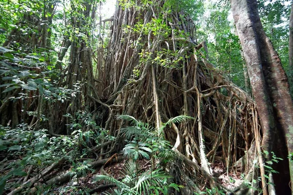 Raíces Árboles Higuera Bosques — Foto de Stock