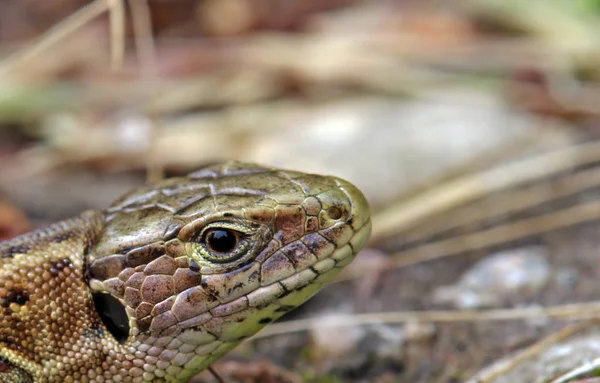 Primer Plano Lagarto Hábitat Concepto Salvajismo —  Fotos de Stock