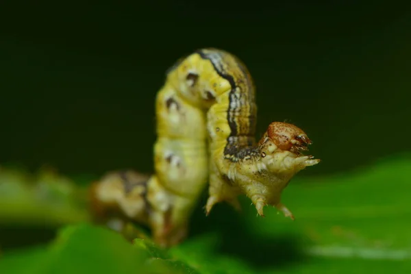 自然昆虫 — 图库照片