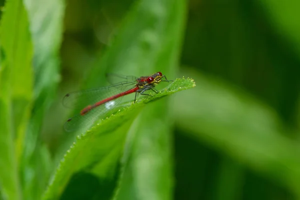 Vista Macro Primer Plano Del Insecto Libélula — Foto de Stock