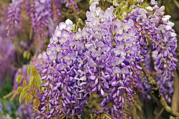 Flotheria Wisteria Sinensis — стоковое фото