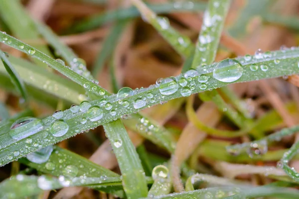 Close Moist Grass — Stock Photo, Image