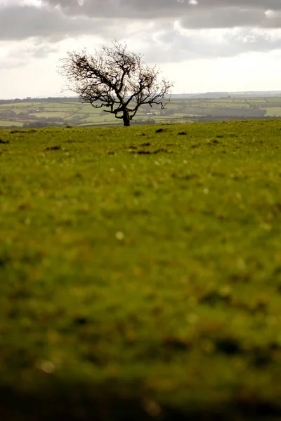 Albero Solitario Nel Mezzo Campo Collinare Gallese — Foto Stock