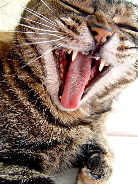 Una Foto Cierre Gato Yawning Femenino —  Fotos de Stock