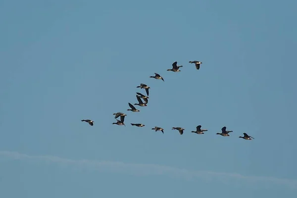 Flock Geese Flying Formation — Stock Photo, Image