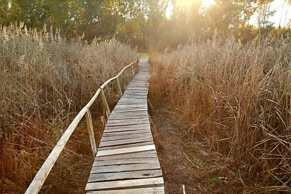 Detail Swamp Wet Landscape — Stock Photo, Image