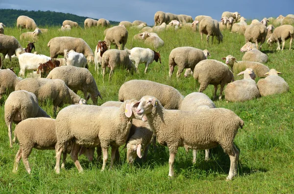 Visão Panorâmica Agricultura Foco Seletivo — Fotografia de Stock