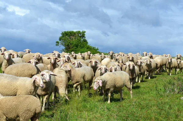 Ovejas Domésticas Pasto —  Fotos de Stock