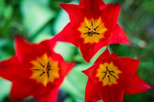 Red Beautiful Tulips Field Spring Time — Stock Photo, Image