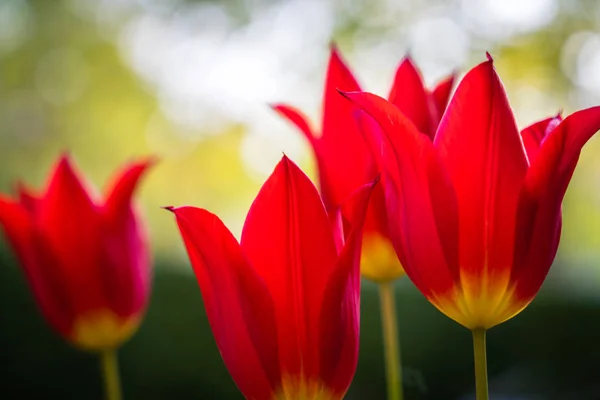 Rote Schöne Tulpenfelder Frühling — Stockfoto