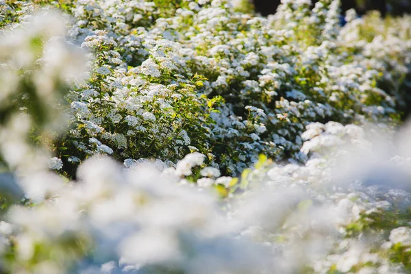 Spiraea Thunbergii También Conocida Como Baby — Foto de Stock