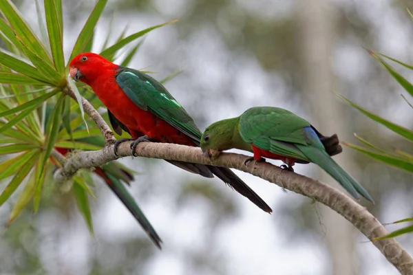 Scenic View Beautiful Parakeet Bird Nature — Stock Photo, Image