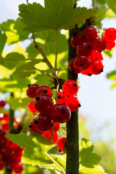 Groseilles Rouges Fruits Acides — Photo