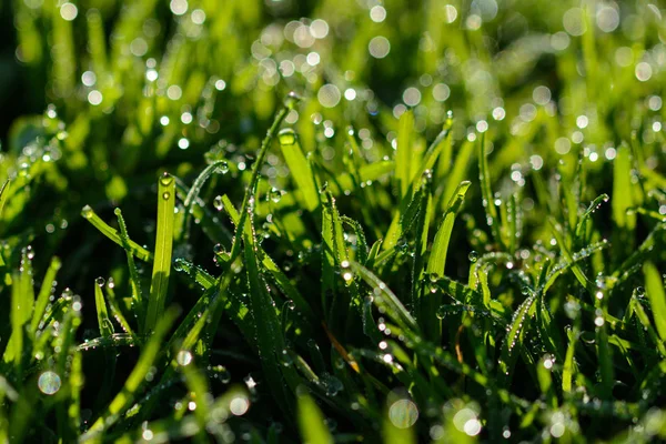 Close Fresh Wet Green Grass — Stock Photo, Image