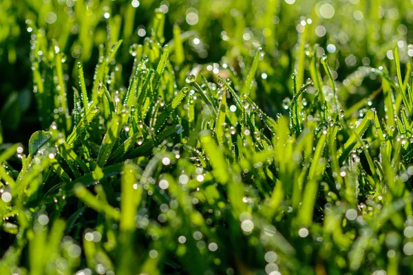 Close Fresh Wet Green Grass — Stock Photo, Image