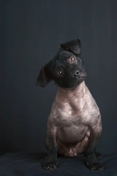 黒の背景に傾いた頭 悲しい混合のペルーの犬の肖像画を見る — ストック写真
