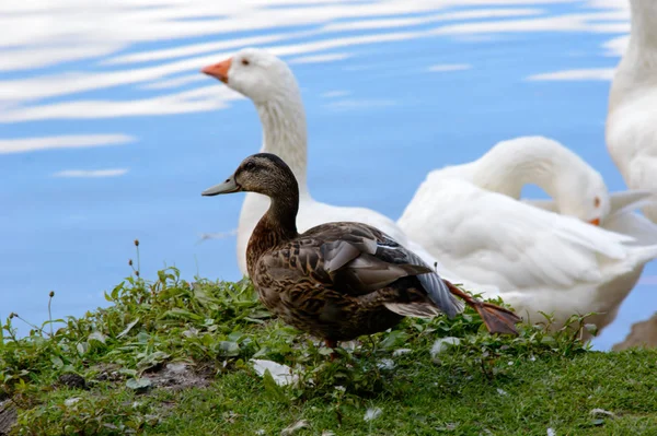 Gansos Blancos Con Pato Estanque Pie Orilla Mirando Hacia Fuera —  Fotos de Stock