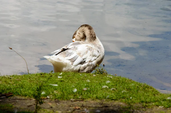 Beautiful White Gray Goose Preening Himself While Standing Grassy Knoll — Stock Photo, Image