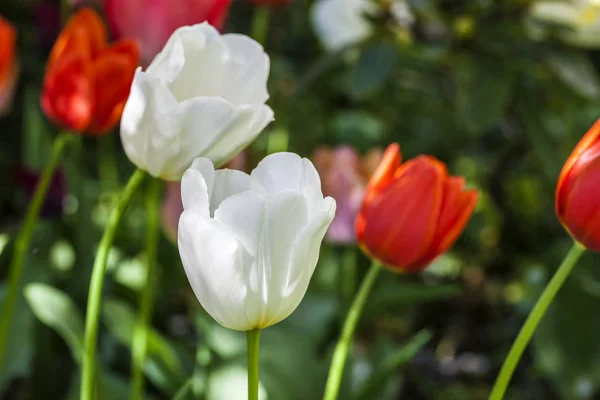 Les Fleurs Tulipes Rouges Blanches Poussent Dans Champ — Photo