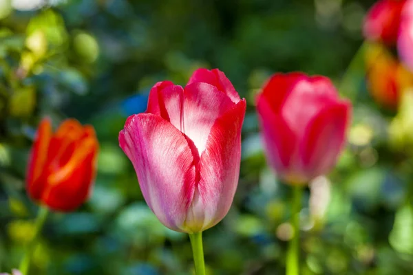 Красно Белые Цветы Тюльпанов Растут Поле — стоковое фото
