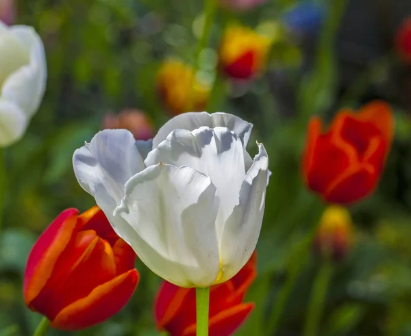 Les Fleurs Tulipes Rouges Blanches Poussent Dans Champ — Photo