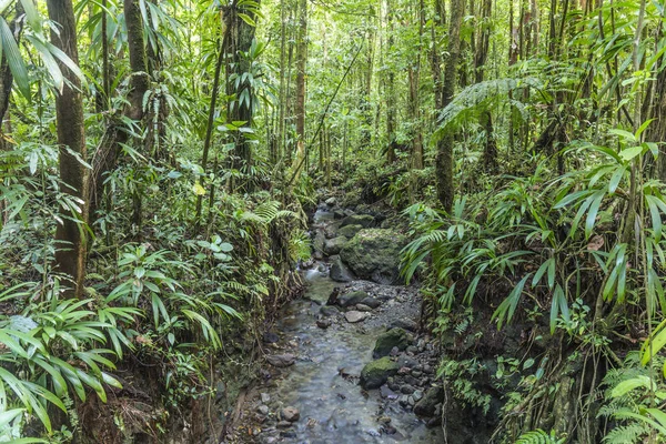 Selva Densa Con Pequeño Arroyo Parque Nacional Dominica — Foto de Stock