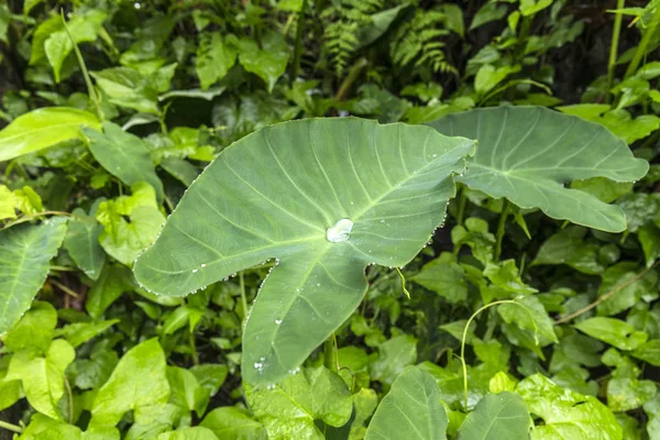 Groen Blad Regenwoud Met Een Druppel Water — Stockfoto