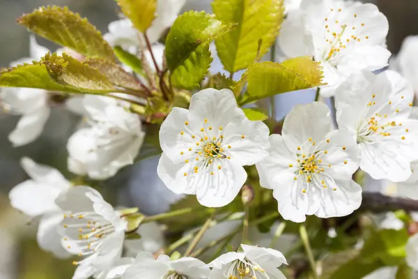 Blüte Frühling Blühende Blumen Auf Ästen — Stockfoto