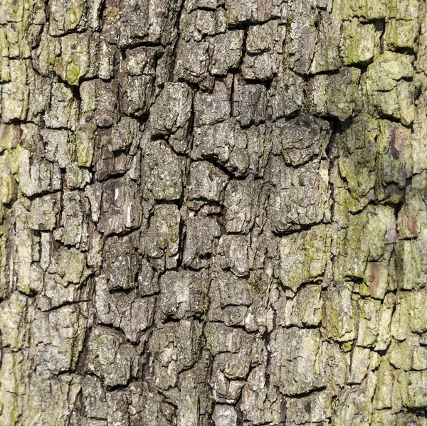 Närbild Barken Träd Ger Ett Harmoniskt Mönster — Stockfoto