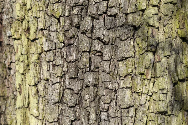Zbliżenie Kory Dębu Drzewo Daje Harmonicznych Wzór — Zdjęcie stockowe