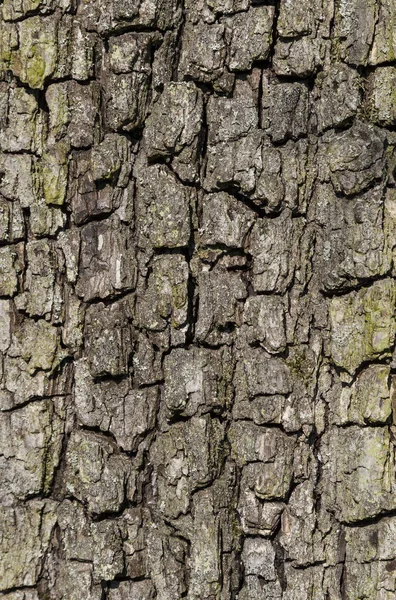 Närbild Barken Träd Ger Ett Harmoniskt Mönster — Stockfoto