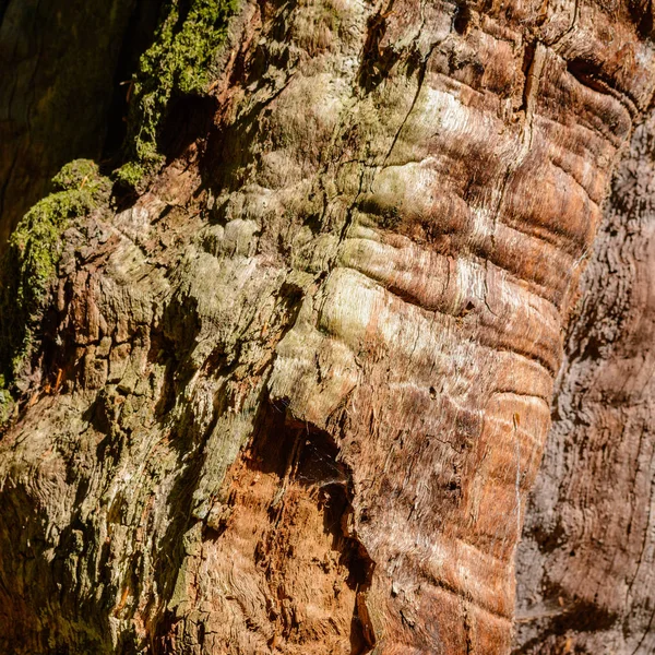 Gros Plan Sur Tronc Écorce Des Arbres — Photo