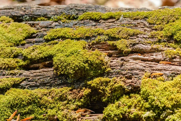 Detailní Záběr Kmene Stromu Kůry — Stock fotografie