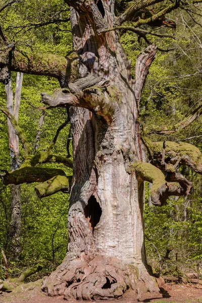 Stora Gamla Singelträd — Stockfoto