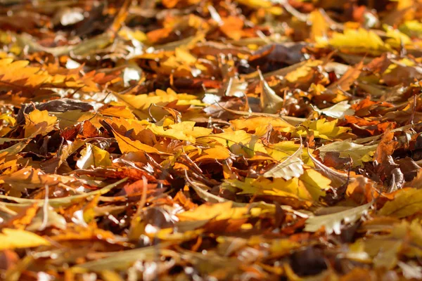 Одежда Цветущей Осенней Листвы — стоковое фото