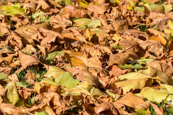 Cloes Folhagem Autum Colorido — Fotografia de Stock