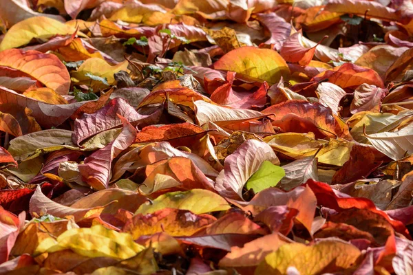 Zamyka Się Kolorowych Liści Autum — Zdjęcie stockowe