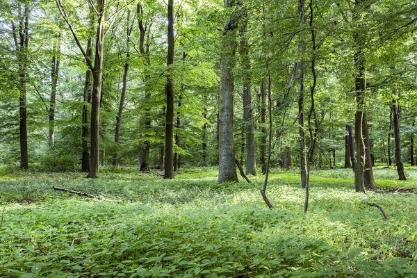 Schilderachtige Oak Forest Duitsland Vijven Een Harmonische Achtergrond — Stockfoto