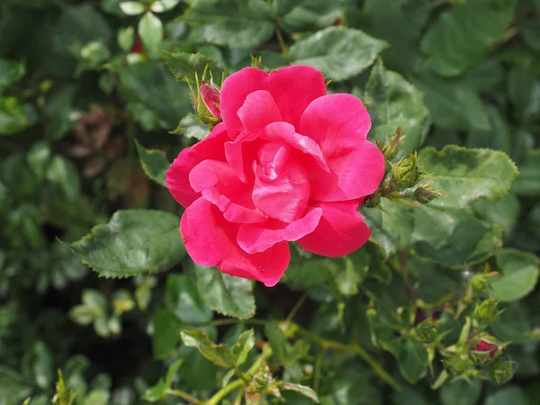 Fiore Arbusto Perenne Rosa Rossa Genere Rosa — Foto Stock