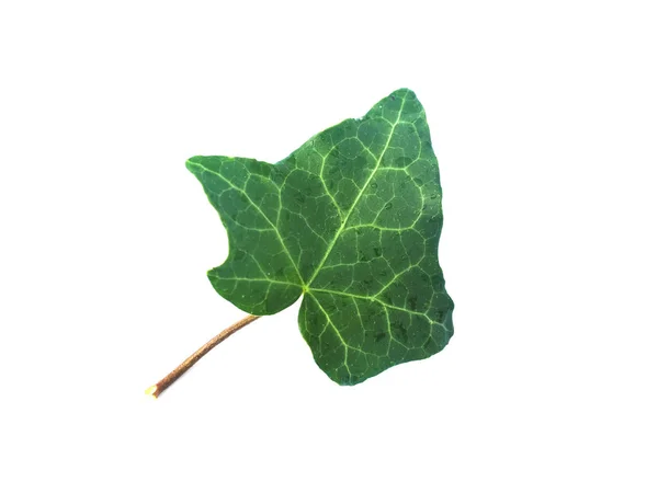 Blatt Von Efeu Hedera Pflanze Auf Weißem Hintergrund Mit Kopierraum — Stockfoto