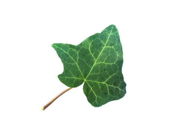 Hoja Hiedra Hedera Planta Sobre Fondo Blanco Con Espacio Para — Foto de Stock