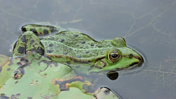 リリーパッドの池カエル Pelohylax Esculentus — ストック写真