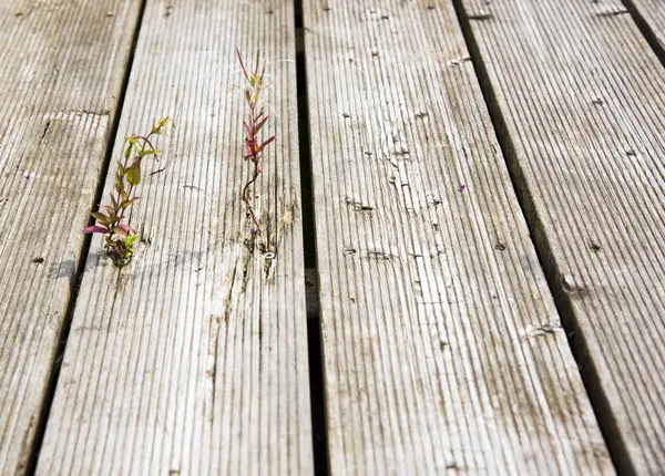 Houten Structuur Houten Ondergrond — Stockfoto