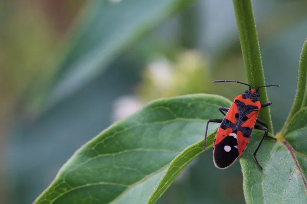 Knight Bug Insecto Del Año 2007 — Foto de Stock