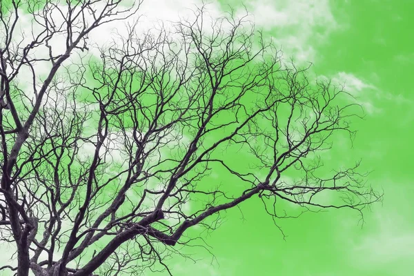 Albero Morto Senza Foglie Sfondo Verde — Foto Stock