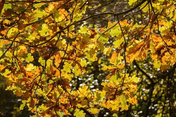 Nahaufnahme Vom Herbstblatt — Stockfoto