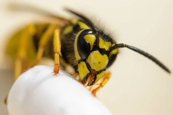 黄蜂的克洛伊普 — 图库照片