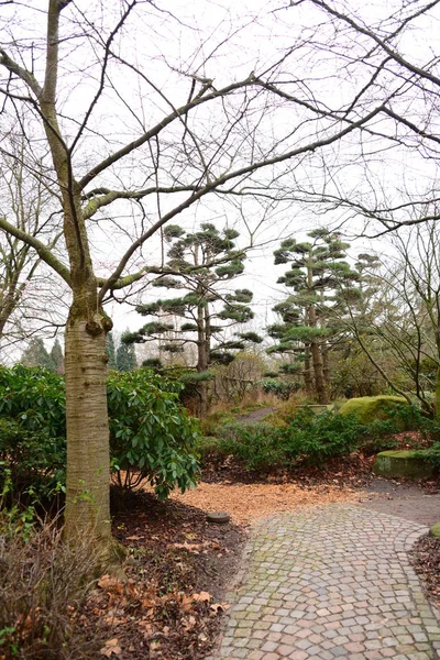 Planten Blomen Park Taki Ağaçlar Hamburg — Stok fotoğraf