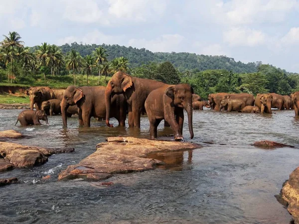Κοπάδι Ελέφαντα Στο Ποτάμι Ζούγκλα Στο Παρασκήνιο — Φωτογραφία Αρχείου