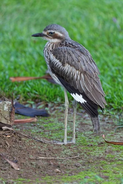 Schilderachtig Uitzicht Prachtige Vogel Natuur — Stockfoto